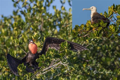 Key West National Wildlife Refuge — Florida Keys Wildlife Society