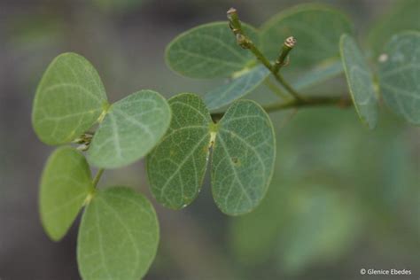 Bauhinia tomentosa – PLANTBOOK