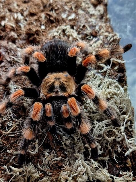 Brachypelma smithi | Arachnoboards