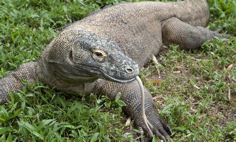 Komodo dragon | Smithsonian's National Zoo