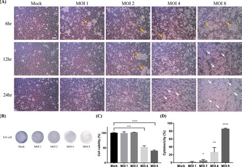 Induction of cell cytotoxicity during Trichomonas tenax incubation with... | Download Scientific ...