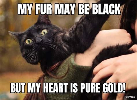 Truth In 2020 Black Cat Memes Funny Cat Memes Cats | Images and Photos ...