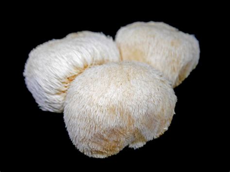 Benefits Of Lion's Mane Mushroom How To Use It, 44% OFF