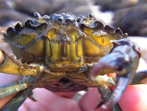 Shorelines » Blog Archive How Cannibalism Spawned a Rebound of California's Green Crabs - Shorelines