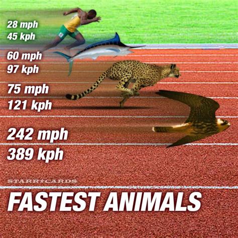 World's fastest animals easily outrace Usain Bolt in 100-meter dash