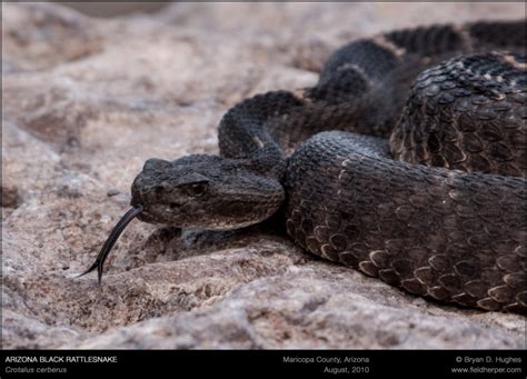 Arizona Black Rattlesnake Habitat « Field Herper.com