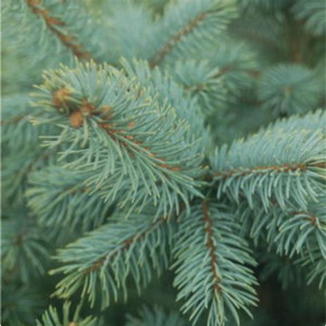 Baby Blue Blue Spruce | Plant Addicts