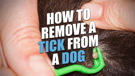 How to Remove a Tick From a Dog (Quick, Safe and Easy Way) - YouTube