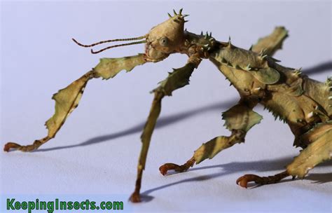 General facts about stick insects | Keeping Insects