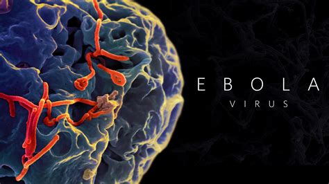 My Ebola virus Wallpaper : wallpapers