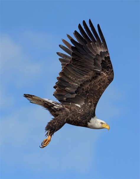 Bald Eagle Hunting Photograph by Loree Johnson - Fine Art America