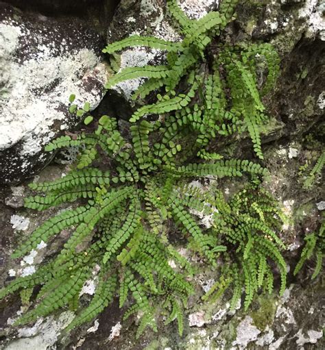 Sighting: Asplenium trichomanes at 42.49056, -72.52222: PlantShare: Go Botany