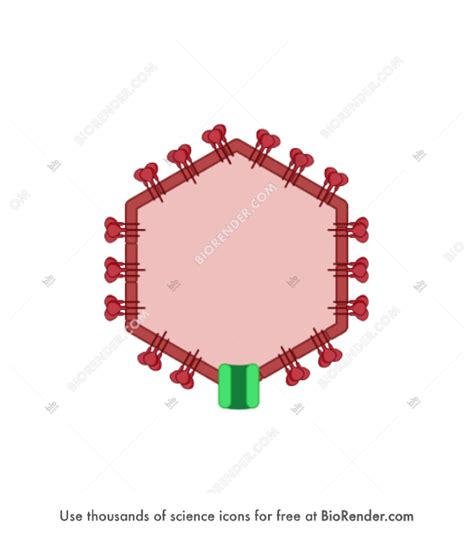 Free Bacteriophage capsid (5. Mature) Icons, Symbols & Images | BioRender