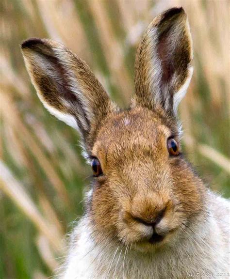 1106 best Hares (and a few rabbits) images on Pinterest | Rabbits ...