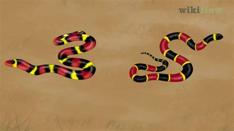 How to Tell the Difference Between a King Snake and a Coral Snake