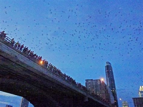 Quirky America: Going batty in Austin, texas