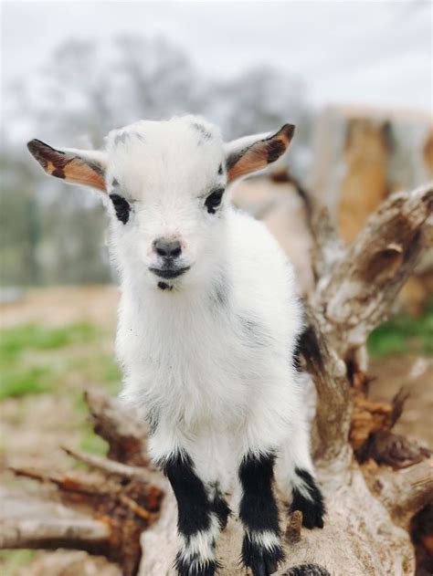 Baby Goat | Baby animals, Baby goats, Baby farm animals