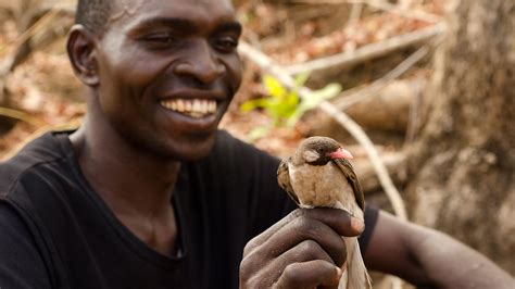 Meet the Greater Honeyguide, the Bird That Understands Humans | Audubon