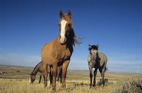 Mustang Horse Facts for Kids | Animals - mom.me