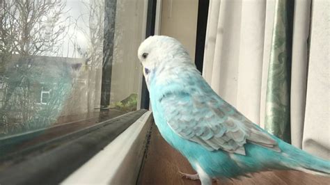 Budgies Playing Around - YouTube