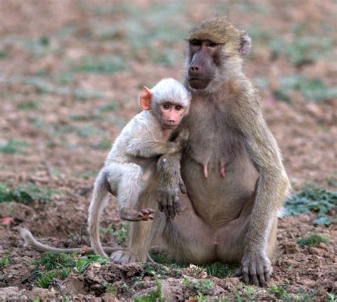 Albino baboon born in Zambia's National Park