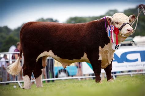 National Hereford Show goes online - Hereford Cattle Society