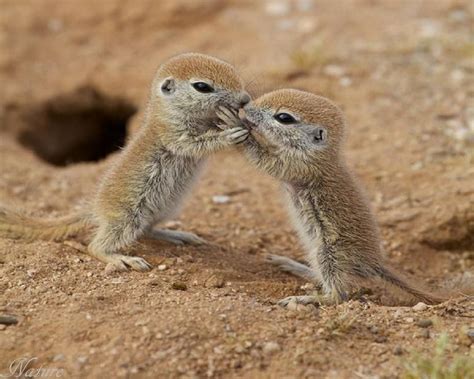 Adorable! Baby prairie dogs. | Perrito de la pradera, Ardilla bebé, Imagenes de animales tiernos