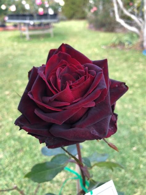 BRINDABELLA ROSES™ Crimson Knight - Suntory Flowers