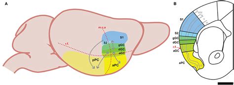 Piriform Cortex Anatomy