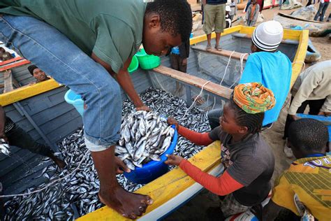 Lake Malawi is home to unique fish species. Nearly 10%…