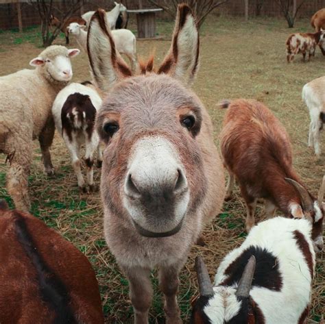 New Jersey’s Freedom Farm Animal Rescue Secures New Sanctuary; Names ...