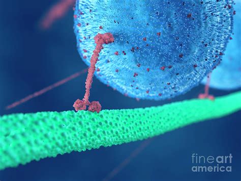 Illustration Of A Motor Protein Photograph by Sebastian Kaulitzki/science Photo Library - Fine ...