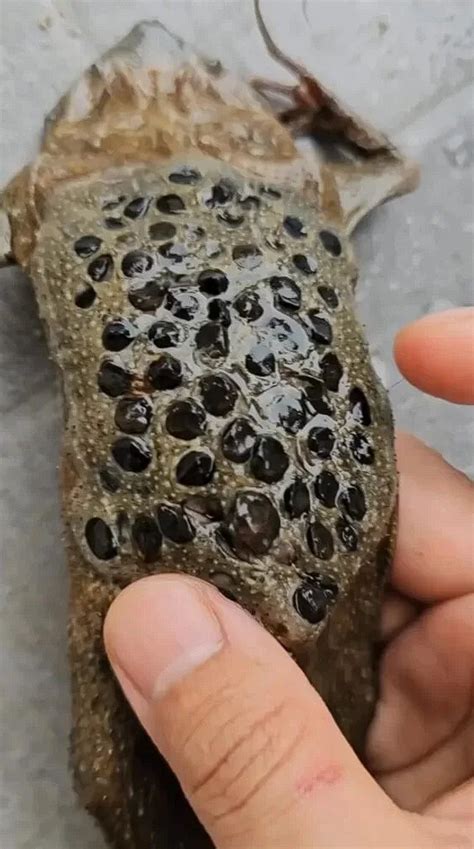 The Astonishing Birth of the Surinam Toad: Nature’s Living Nursery ...