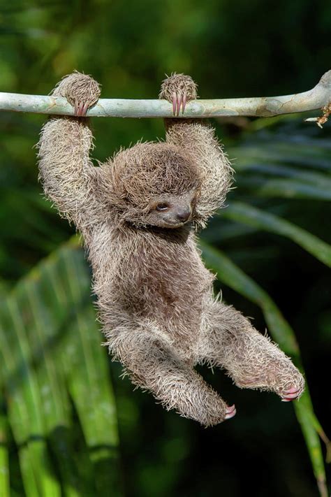 Joyful Baby Three-toed Sloth Photograph by Mark Kostich - Fine Art America