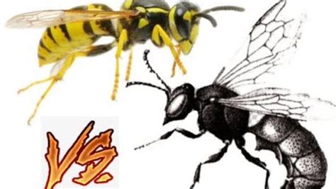 brutal fight of Big black hornet Vs wasp , Do not measure strength in ...