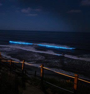 Visit a Bioluminescence Beach in Southern California – Resist the Mundane