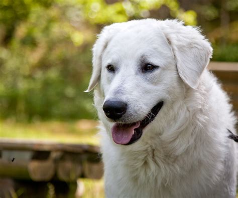 Hungarian Kuvasz Pictures and Informations - Dog-Breeds.com