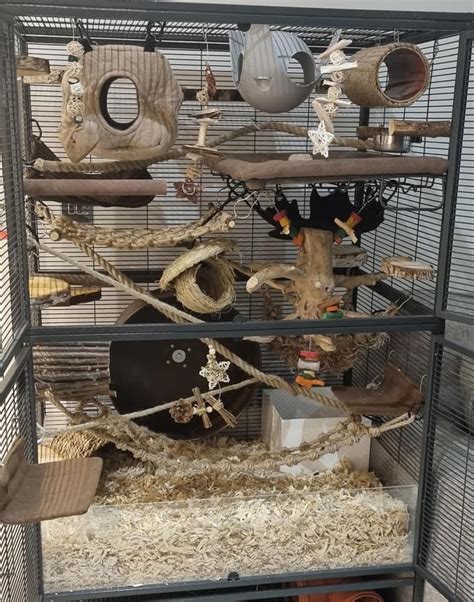 Rat cage setup | Rat cage, Pet rats, Mouse cage