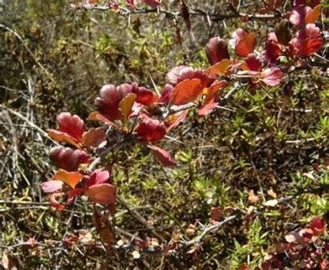 Fuchsia-Flowering Gooseberry - Dave's Garden