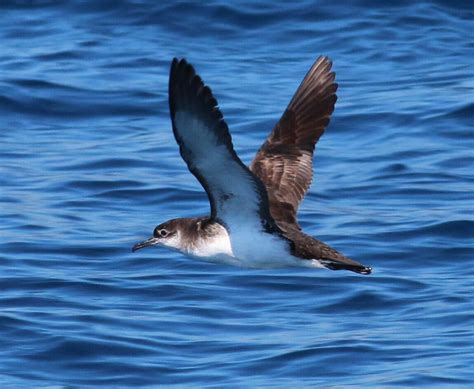 Manx Shearwater | Audubon Field Guide