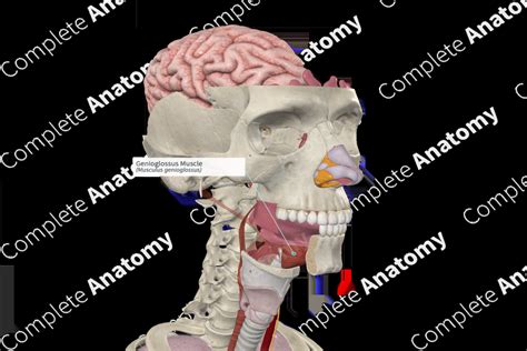 Genioglossus Muscle | Complete Anatomy