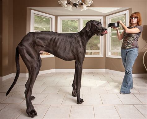 Zeus the Great Dane: the World's Tallest Dog - Hello Danes