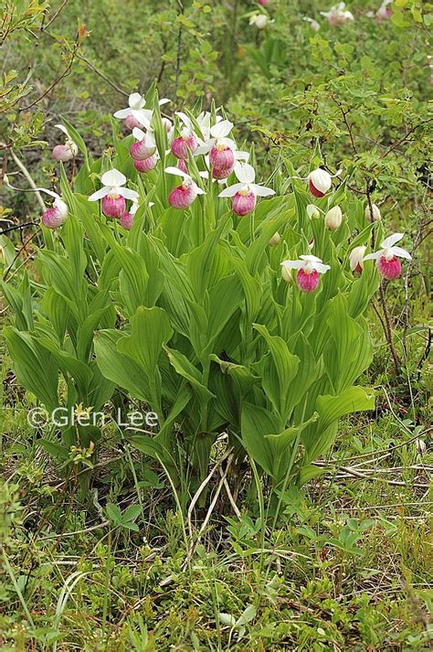 Cypripedium reginae photos Saskatchewan Wildflowers