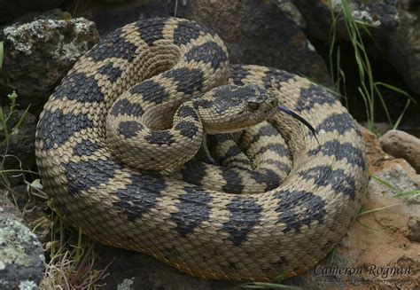 Red Cliffs Desert Reserve » Great Basin Rattlesnake (Crotalus lutosus)