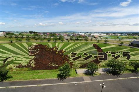 Godzilla appears in Aomori Pref as rice paddy art - Japan Today