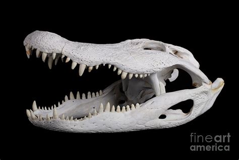 Alligator Skull #1 Photograph by Pascal Goetgheluck/science Photo ...