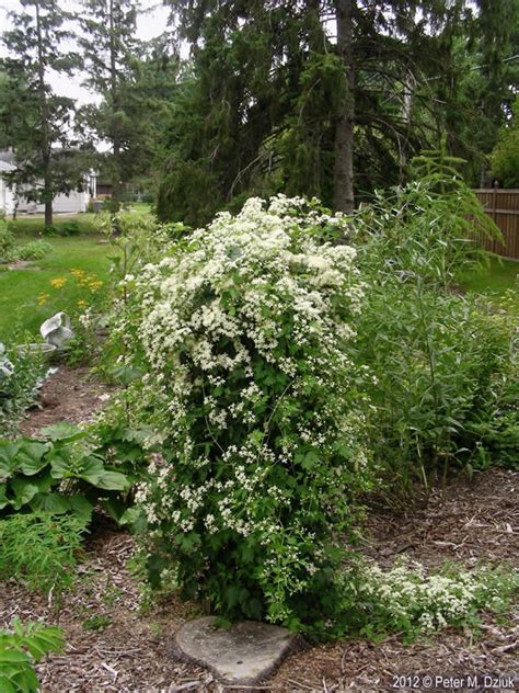 Clematis virginiana (Virgin's Bower): Minnesota Wildflowers