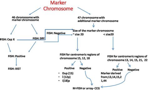 The Use of Molecular Cytogenetic Techniques for the Identification of Chromosomal Abnormalities ...