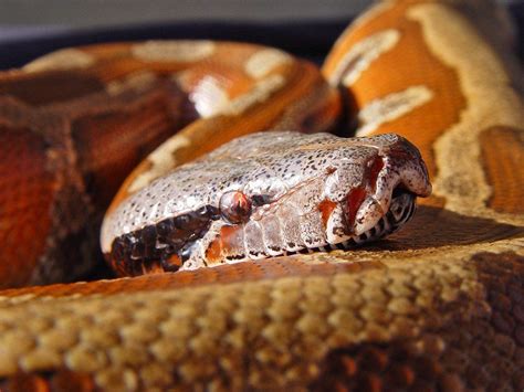 Blood Python Care Sheet | DubiaRoaches.com – Dubia.com