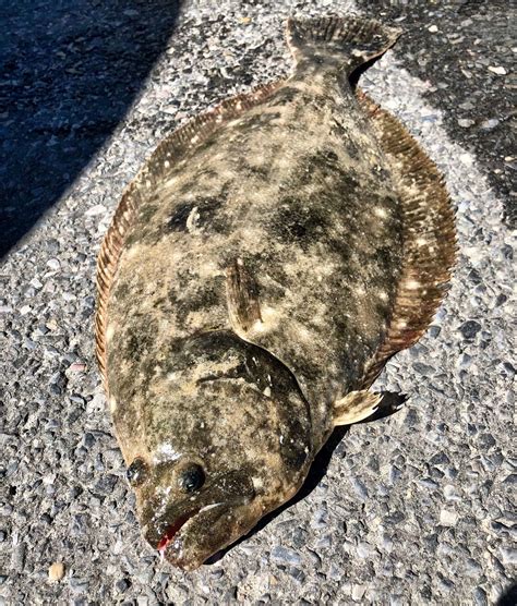 Fluke Fish (summer flounder) Pictures - AZ Animals